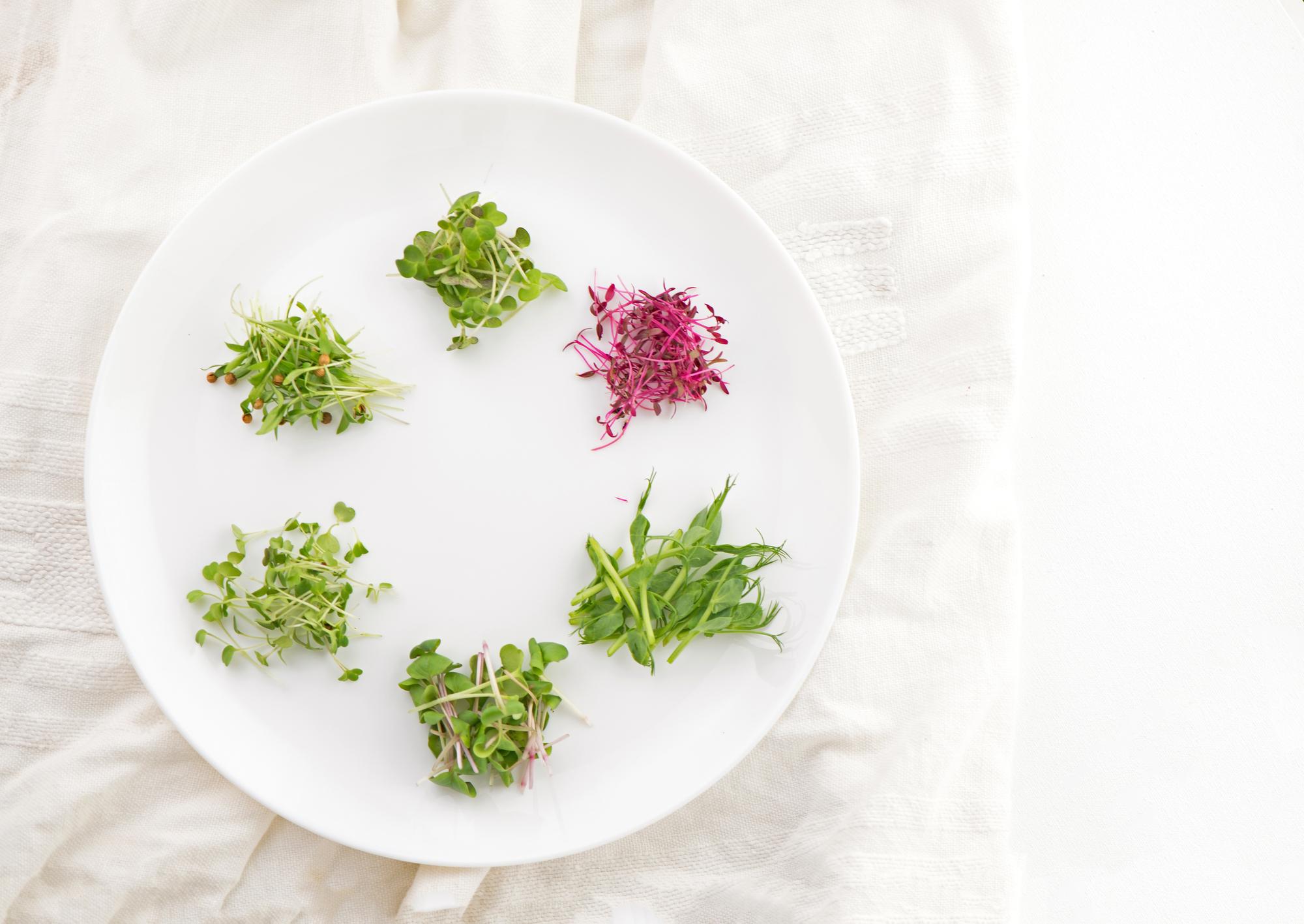 Plated seasonal salad with microgreens